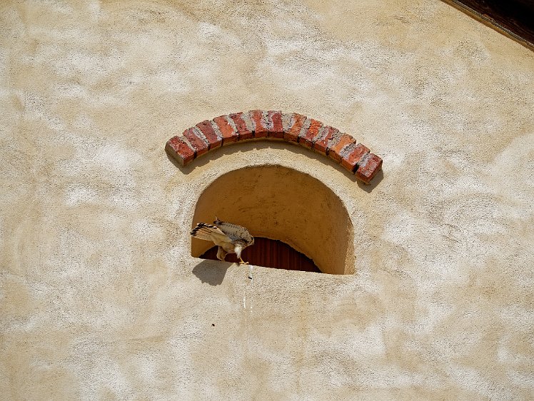 Kestel in the Vosges